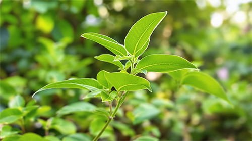 Gymnema Sylvestre ingredient
